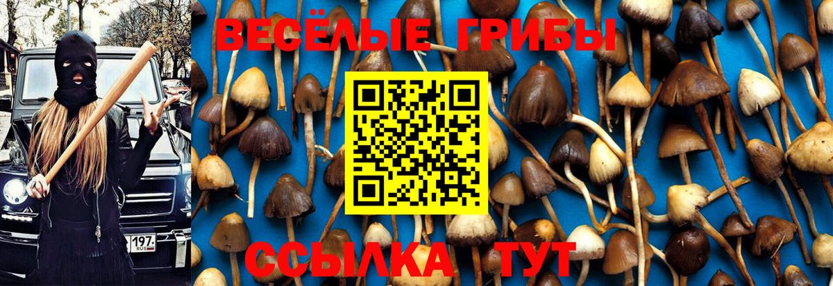 купить наркотик  Галлюциногенные грибы Cubensis  Шадринск  Вход с VPN  Галлюциногенные грибы Psilocybine cubensis 
